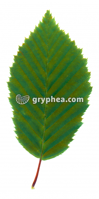 Charme - Feuille (1) (Carpinus betulus) - gryphea.org